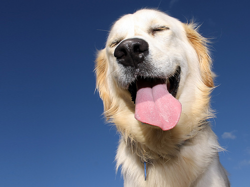 Μπορούν οι σκύλοι να γελάσουν; 