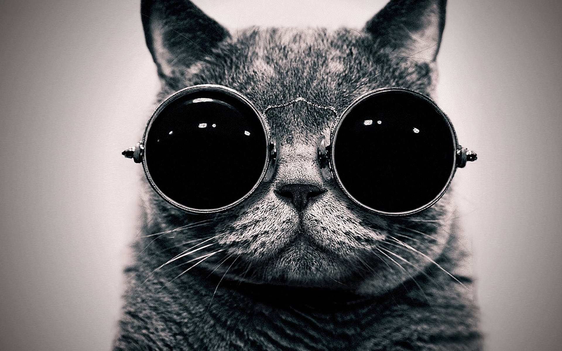 Cat Memes Tumblr High cat with sunglasses